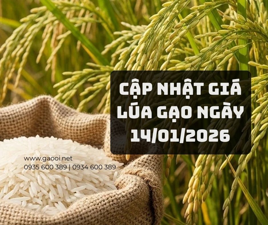 Giá lúa gạo hôm nay 14/1/2026: Lúa tươi nhích tăng, thị trường dần khởi sắc